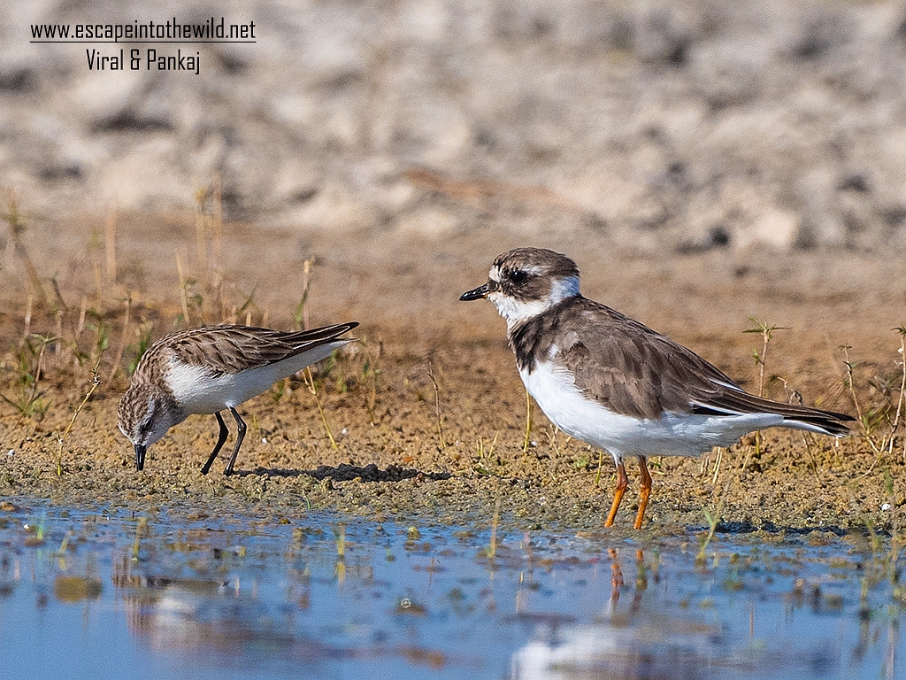 Common Ringed Plover